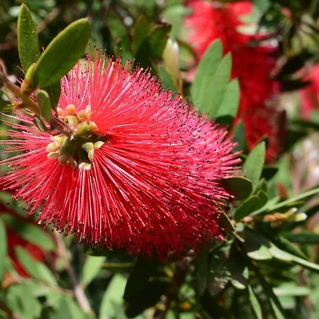 Lantana Hotel&apartments Pula