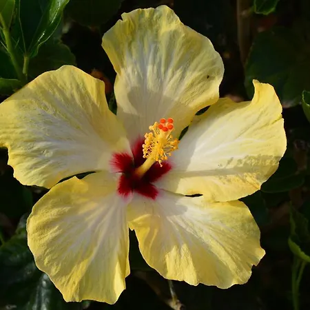 Lantana Hotel&apartments Pula