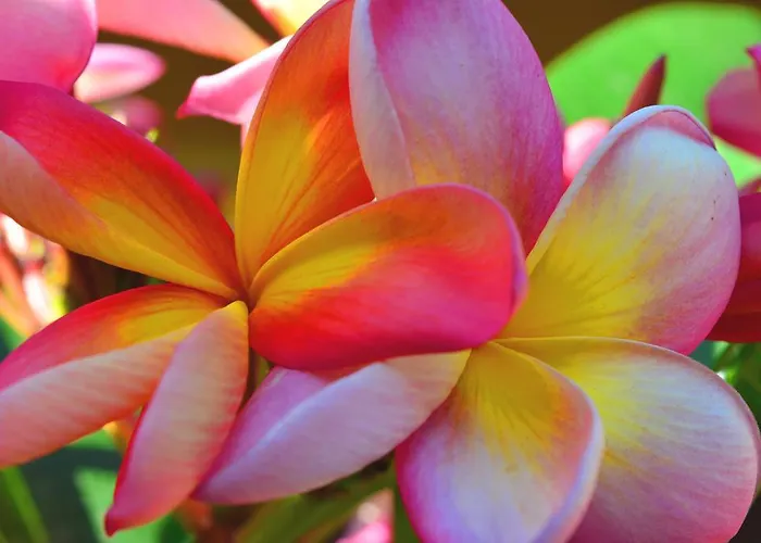 Hotel Lantana Hotel&apartments Pula