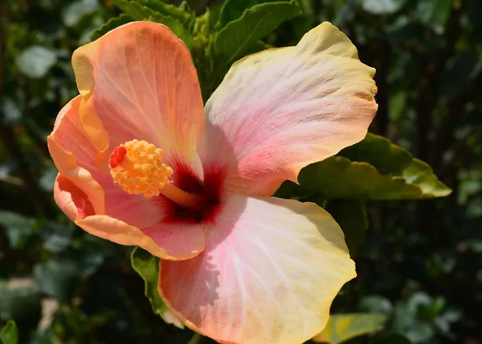 Lantana Hotel&apartments Pula